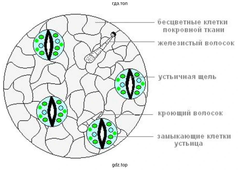 Отличие устьичных клеток от других клеток кожицы лука