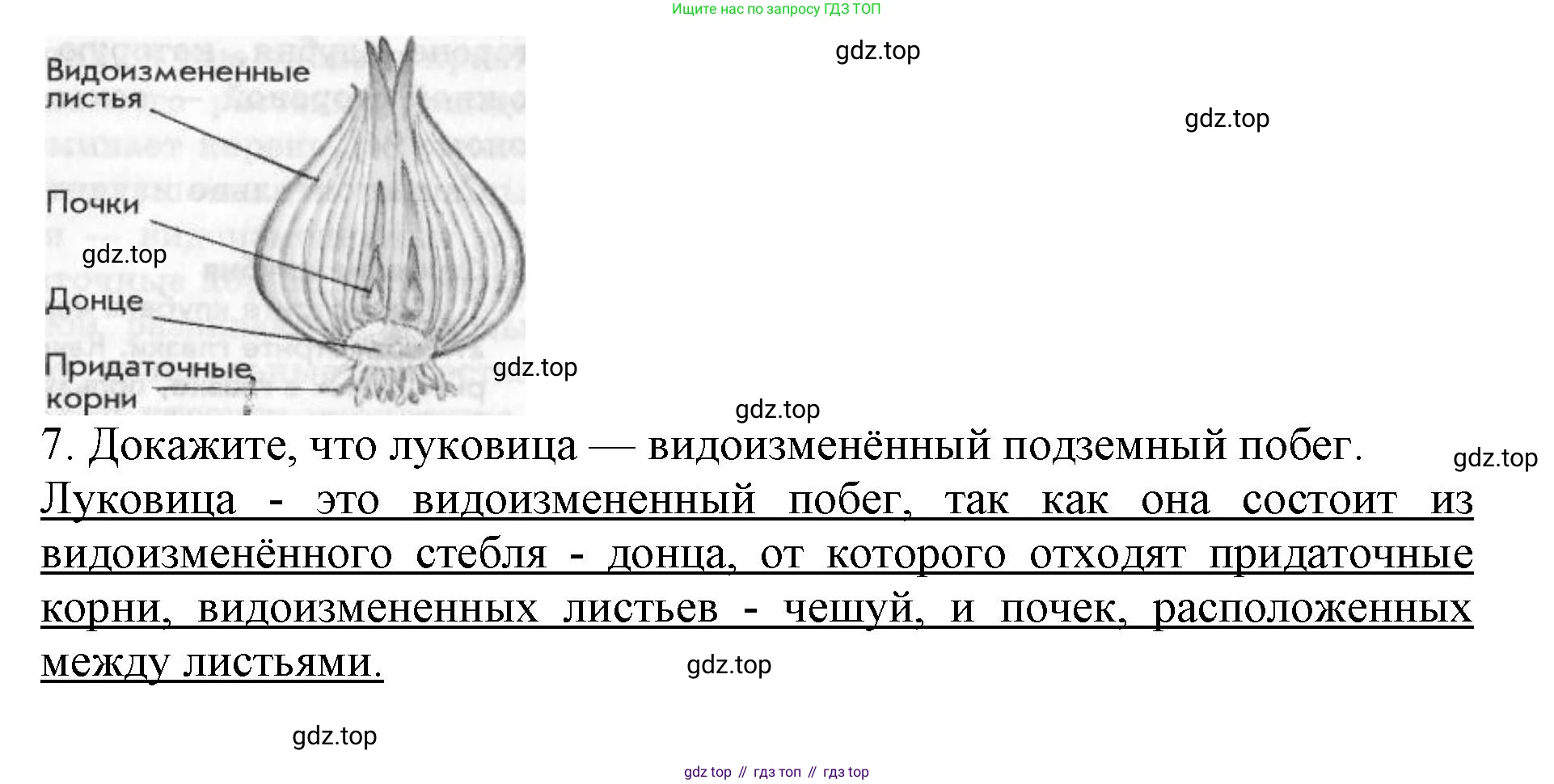 Биология, 6 класс Учебник, авторы: Пасечник Владимир Васильевич, Суматохин Сергей Витальевич, Гапонюк Зоя Георгиевна, Швецов Глеб Геннадьевич, издательство Просвещение, Москва, 2023, белого цвета, страница 73, Решение 1 (продолжение 3)