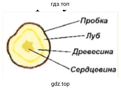 поперечный срез клубня