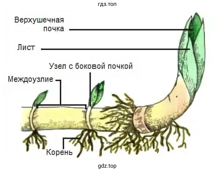 внешний вид корневища с его части