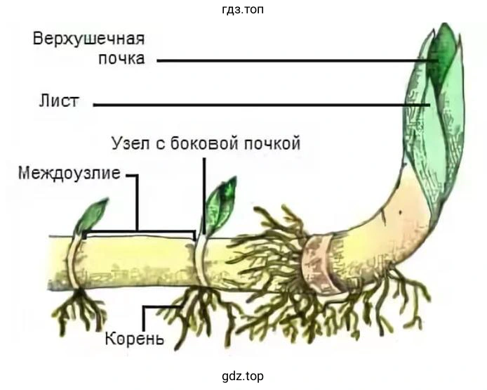 внешний вид корневища с его части
