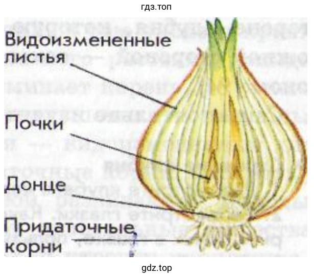 продольный разрез луковицы и его основные части