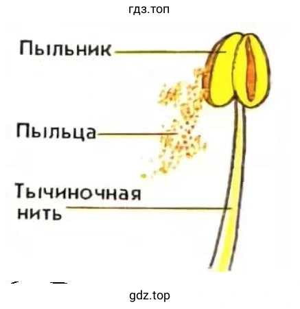 Строение тычинки