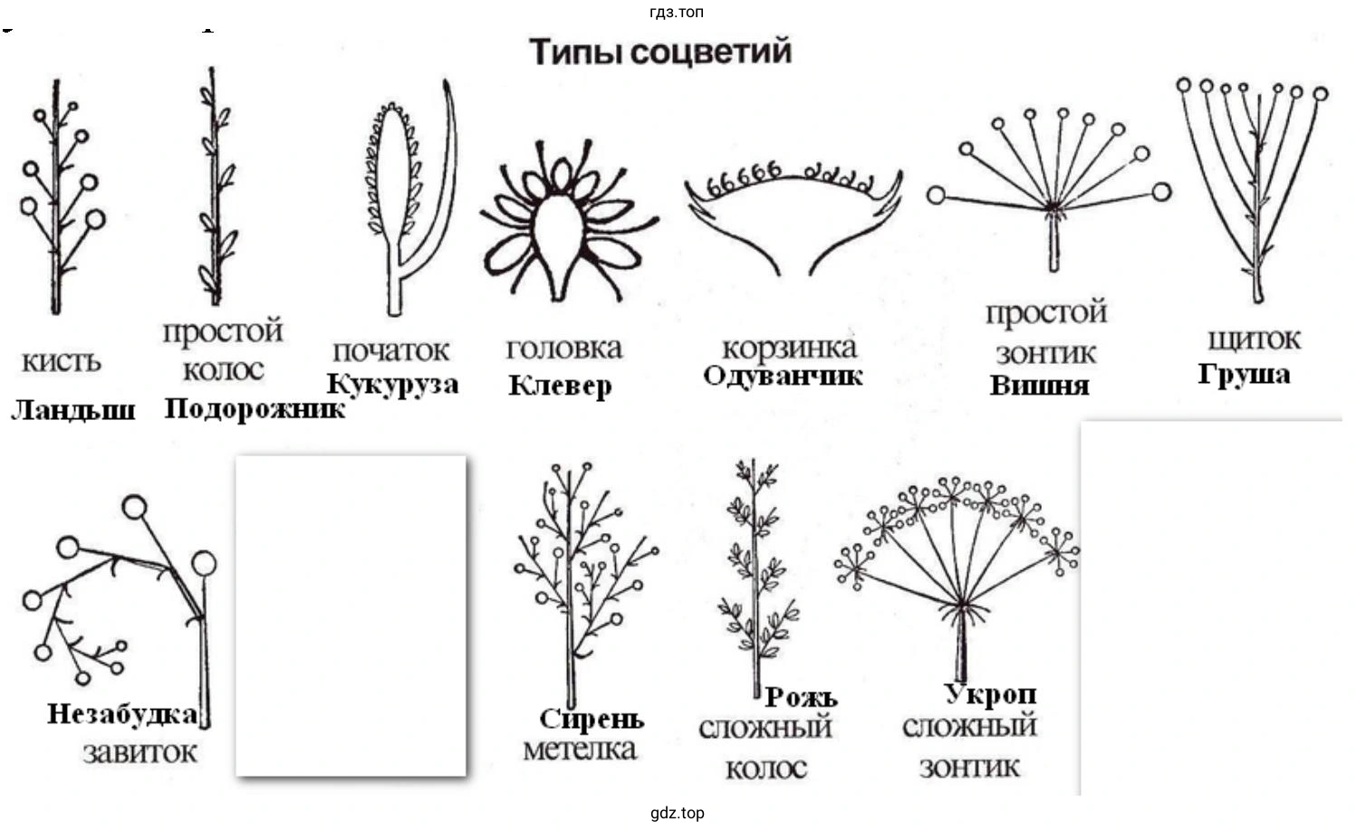Типы соцветий