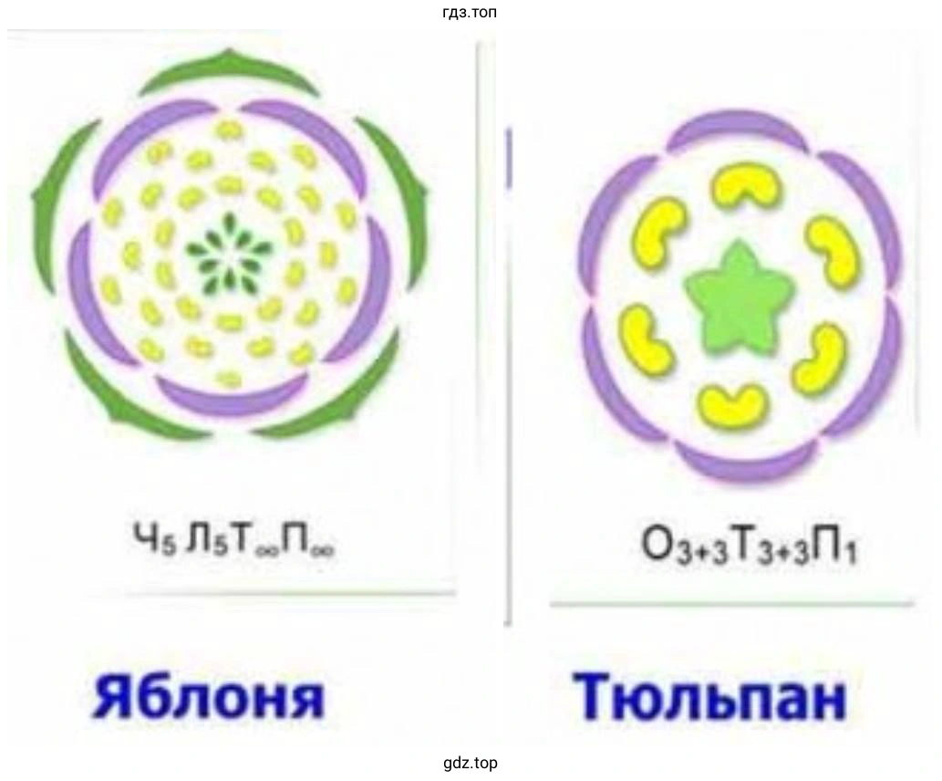 диаграммы цветков яблони и тюльпана.