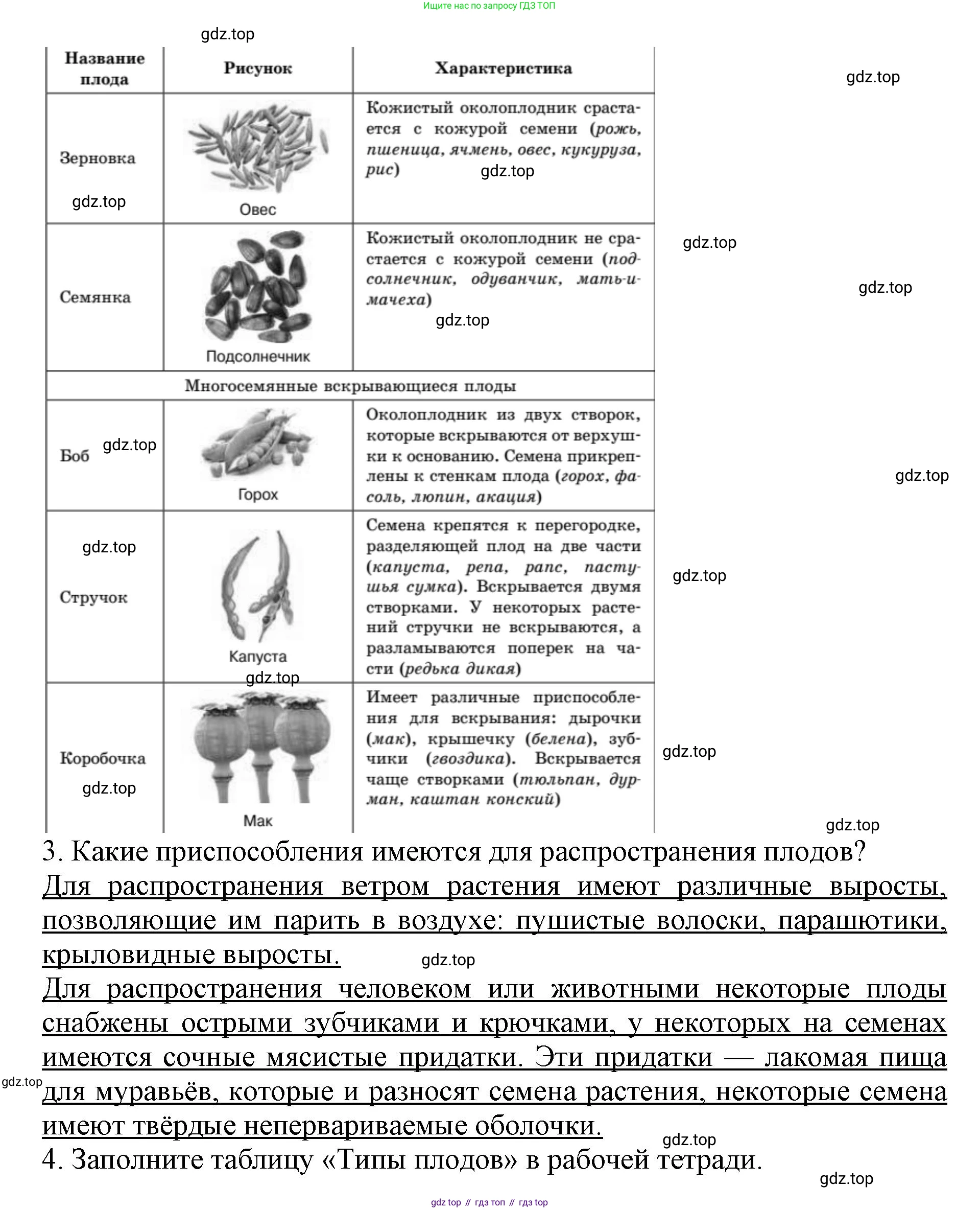 ГДЗ Биология, 6 класс Учебник, авторы: Пасечник Владимир Васильевич, Суматохин Сергей Витальевич, Гапонюк Зоя Георгиевна, Швецов Глеб Геннадьевич, издательство Просвещение, Москва, 2023, белого цвета, страница 88, Решение 1 (продолжение 2)