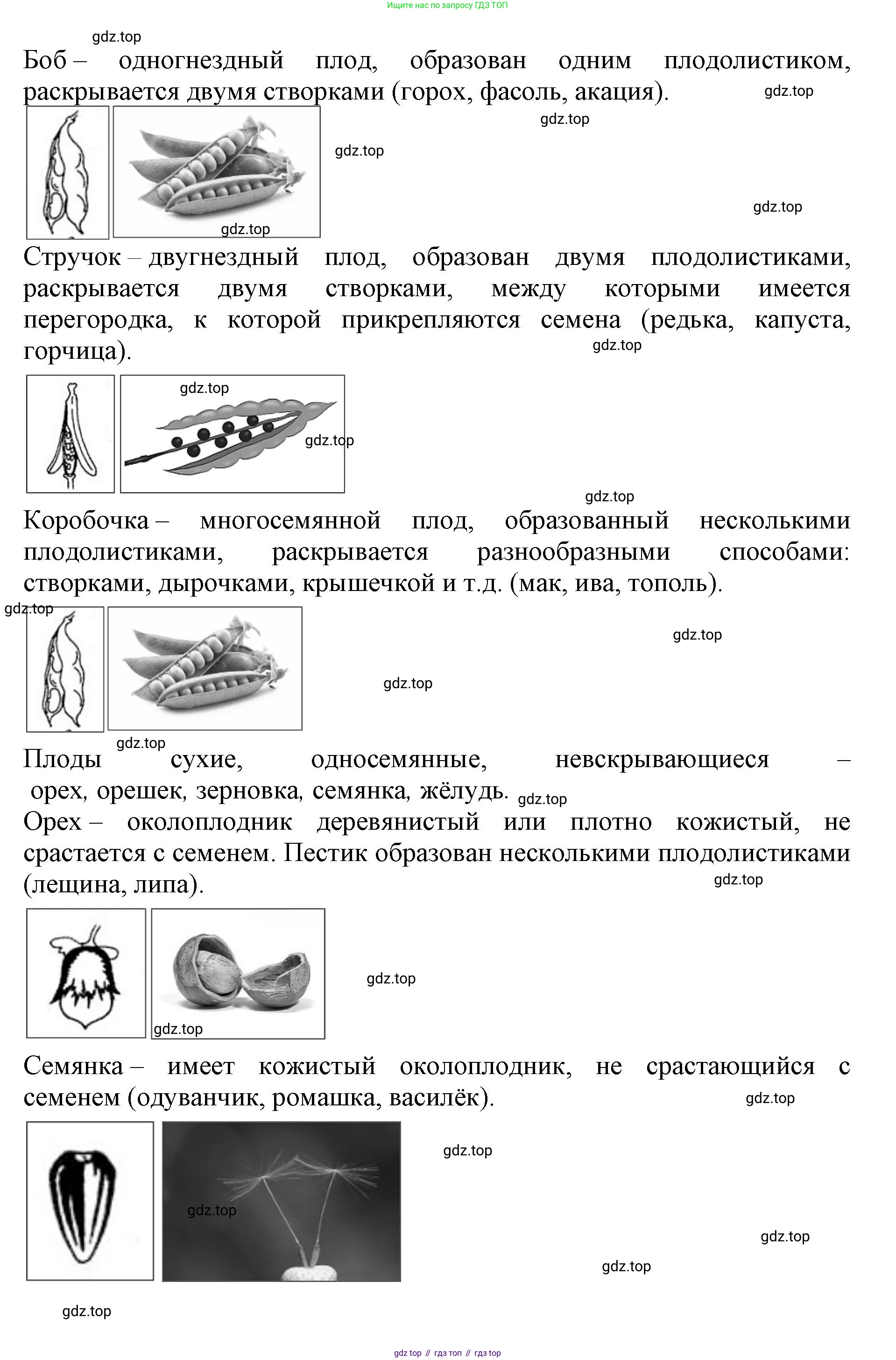 ГДЗ Биология, 6 класс Учебник, авторы: Пасечник Владимир Васильевич, Суматохин Сергей Витальевич, Гапонюк Зоя Георгиевна, Швецов Глеб Геннадьевич, издательство Просвещение, Москва, 2023, белого цвета, страница 88, Решение 1 (продолжение 6)