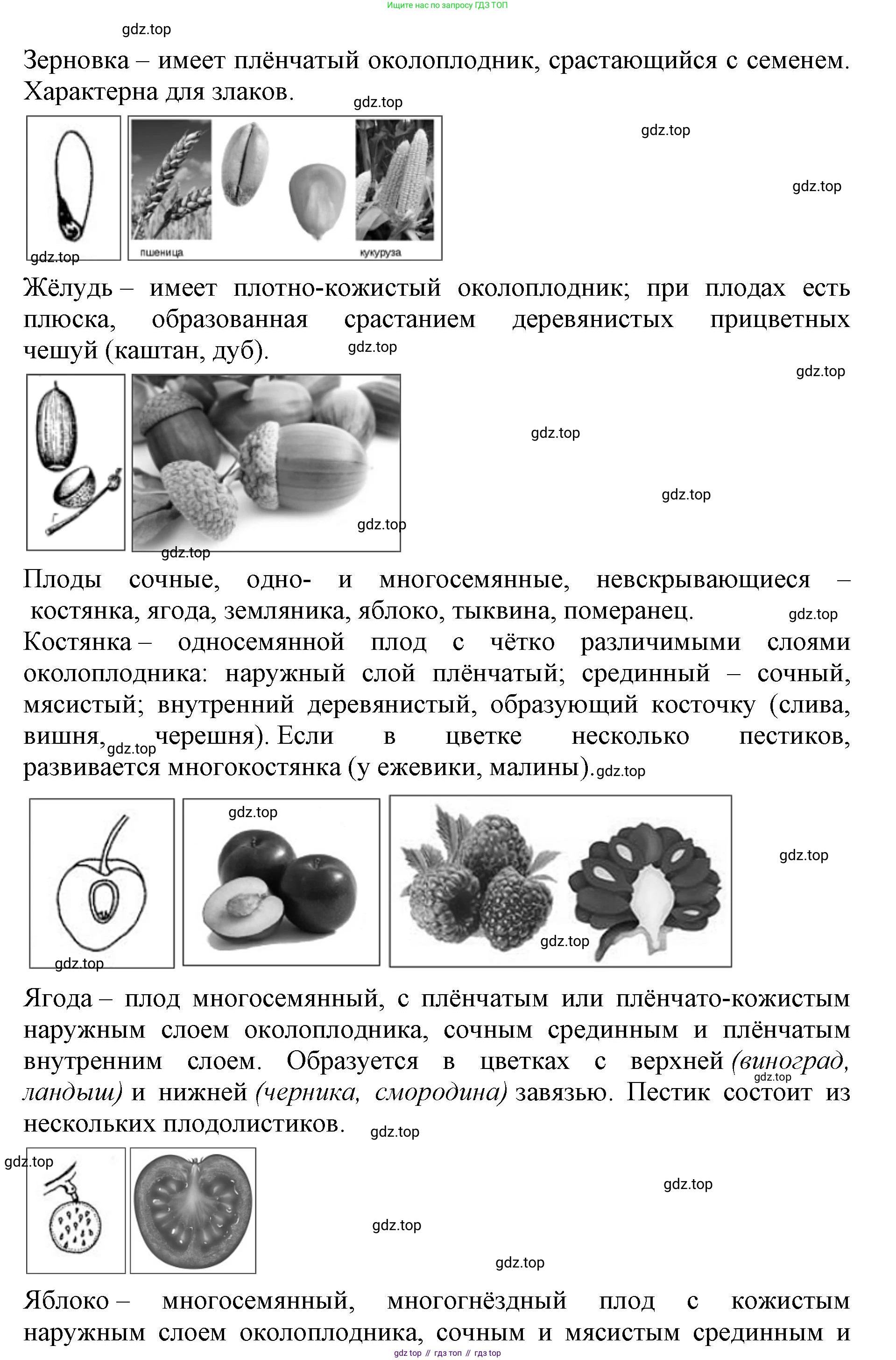 ГДЗ Биология, 6 класс Учебник, авторы: Пасечник Владимир Васильевич, Суматохин Сергей Витальевич, Гапонюк Зоя Георгиевна, Швецов Глеб Геннадьевич, издательство Просвещение, Москва, 2023, белого цвета, страница 88, Решение 1 (продолжение 7)