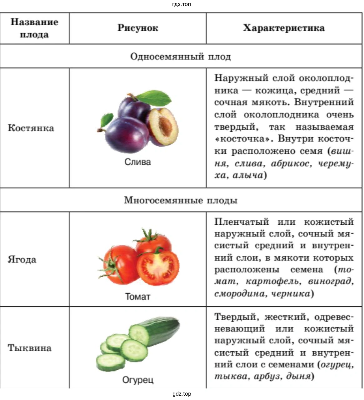 Плоды сочные и сухие, односемянные и многосемянные