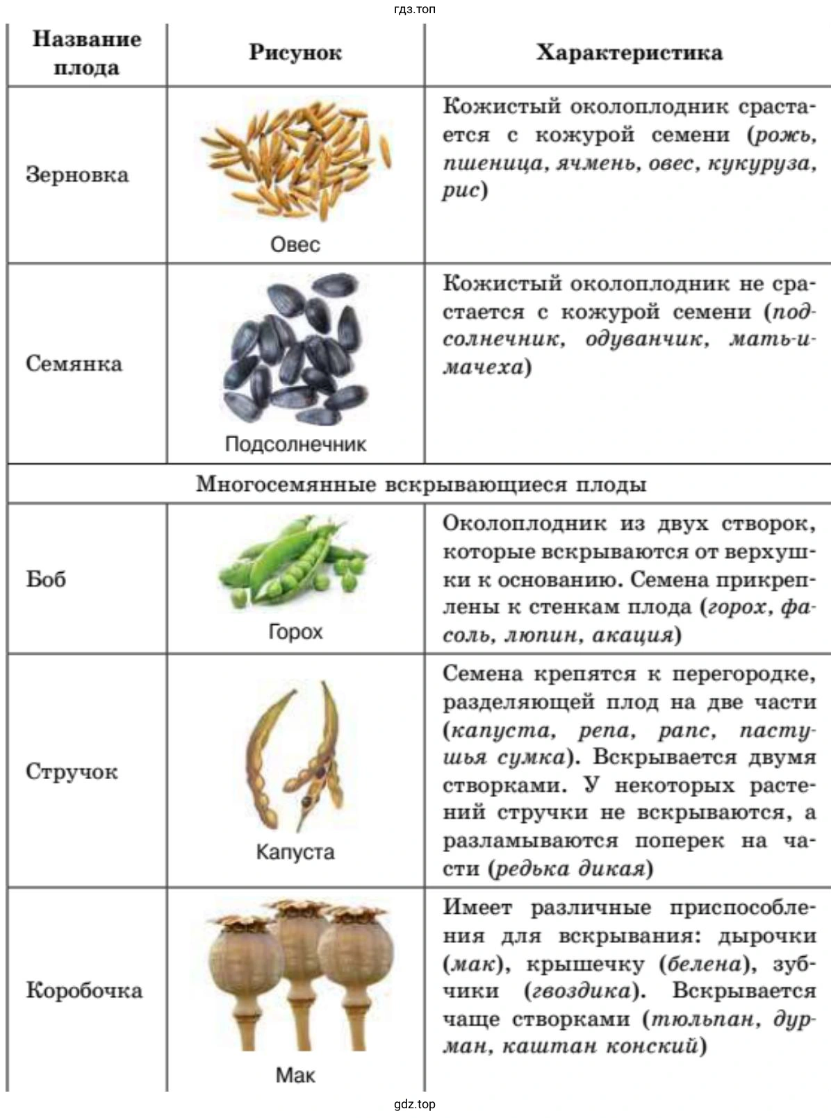 Плоды сочные и сухие, односемянные и многосемянные
