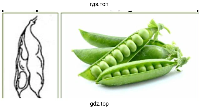 Боб, горох, фасоль, акация.