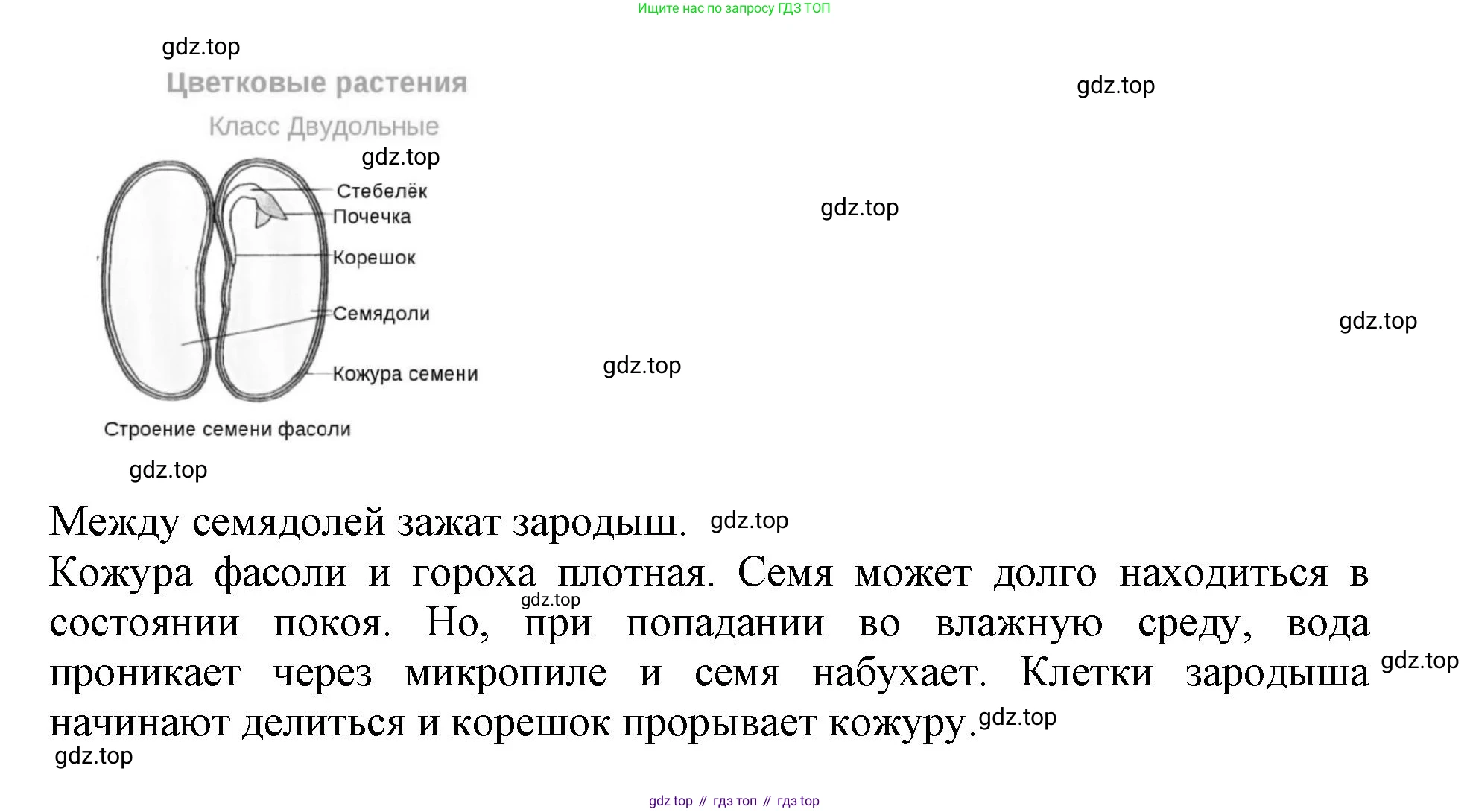 ГДЗ Биология, 6 класс Учебник, авторы: Пасечник Владимир Васильевич, Суматохин Сергей Витальевич, Гапонюк Зоя Георгиевна, Швецов Глеб Геннадьевич, издательство Просвещение, Москва, 2023, белого цвета, страница 90, номер 1, Решение 1 (продолжение 4)