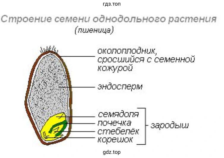 Строение семени однодольного растения