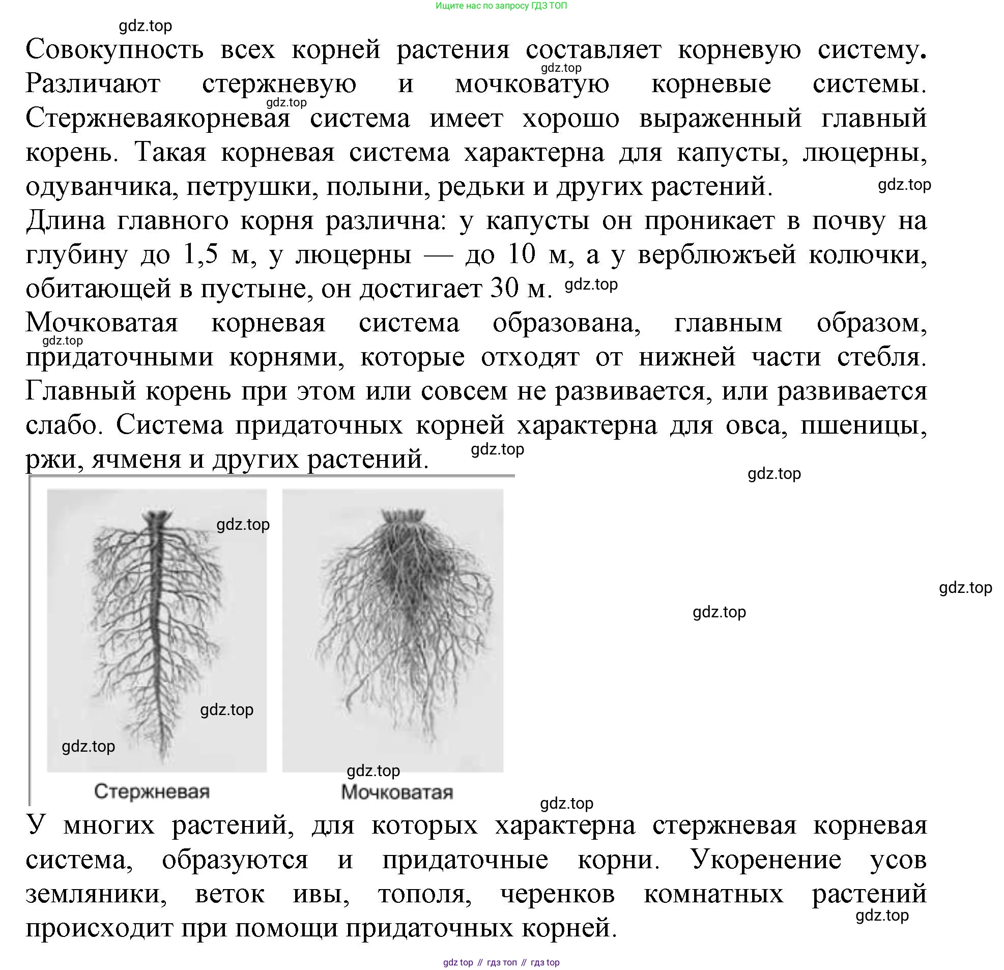 Биология, 6 класс Учебник, авторы: Пасечник Владимир Васильевич, Суматохин Сергей Витальевич, Гапонюк Зоя Георгиевна, Швецов Глеб Геннадьевич, издательство Просвещение, Москва, 2023, белого цвета, страница 90, номер 2, Решение 1 (продолжение 2)