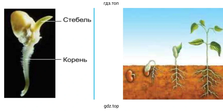 Придаточный корень