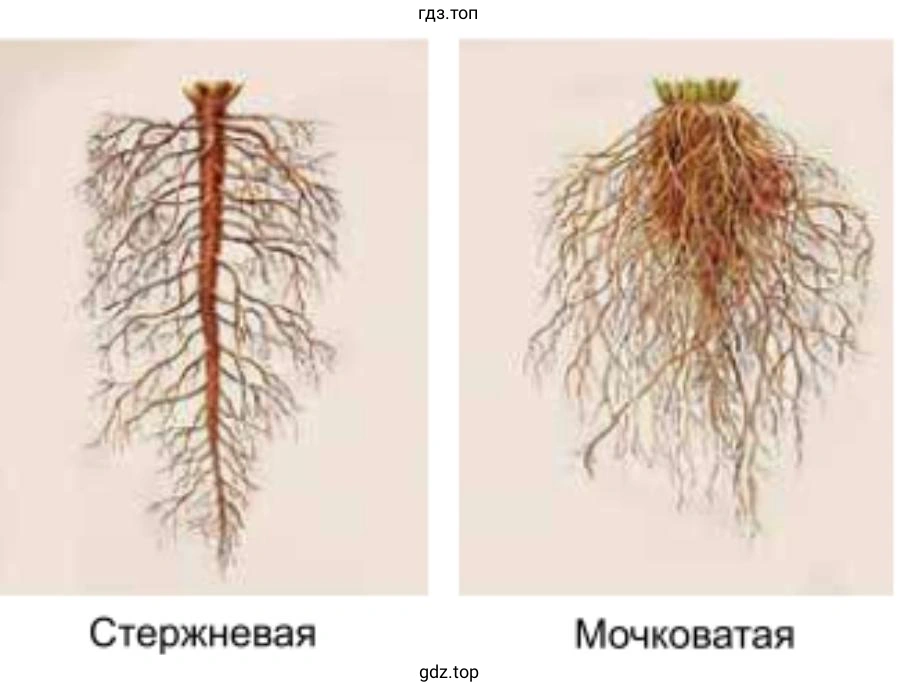 Мочковатая и стержневая корневая система