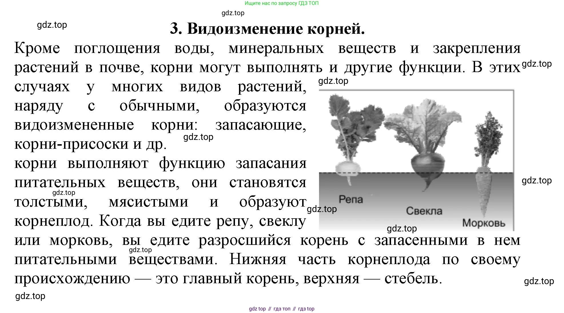 ГДЗ Биология, 6 класс Учебник, авторы: Пасечник Владимир Васильевич, Суматохин Сергей Витальевич, Гапонюк Зоя Георгиевна, Швецов Глеб Геннадьевич, издательство Просвещение, Москва, 2023, белого цвета, страница 90, номер 3, Решение 1