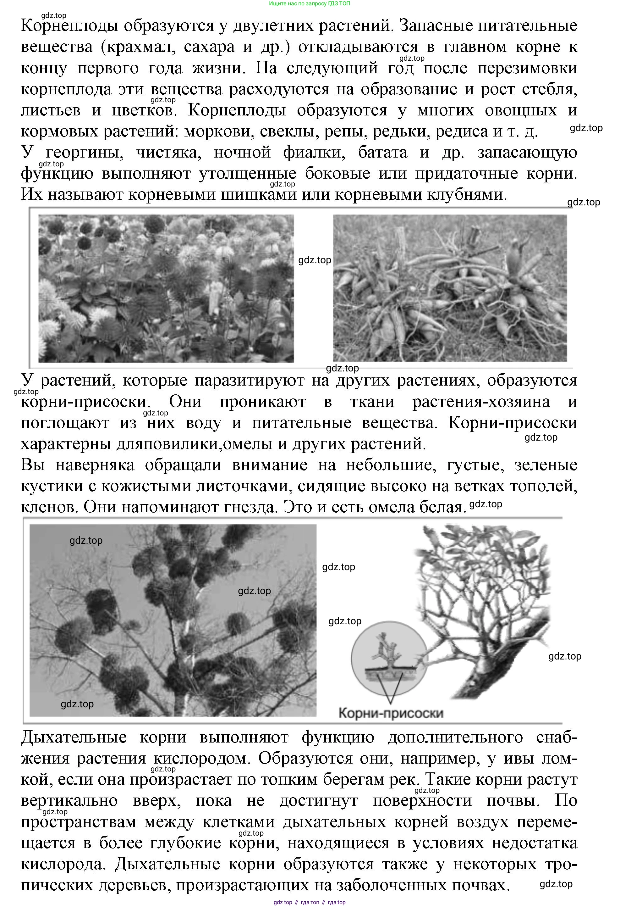 ГДЗ Биология, 6 класс Учебник, авторы: Пасечник Владимир Васильевич, Суматохин Сергей Витальевич, Гапонюк Зоя Георгиевна, Швецов Глеб Геннадьевич, издательство Просвещение, Москва, 2023, белого цвета, страница 90, номер 3, Решение 1 (продолжение 2)