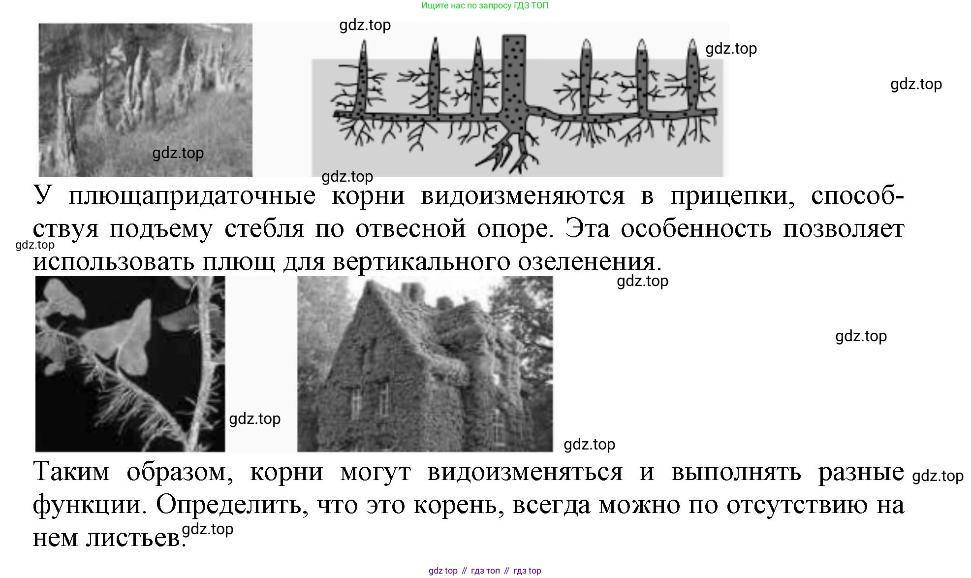 ГДЗ Биология, 6 класс Учебник, авторы: Пасечник Владимир Васильевич, Суматохин Сергей Витальевич, Гапонюк Зоя Георгиевна, Швецов Глеб Геннадьевич, издательство Просвещение, Москва, 2023, белого цвета, страница 90, номер 3, Решение 1 (продолжение 3)