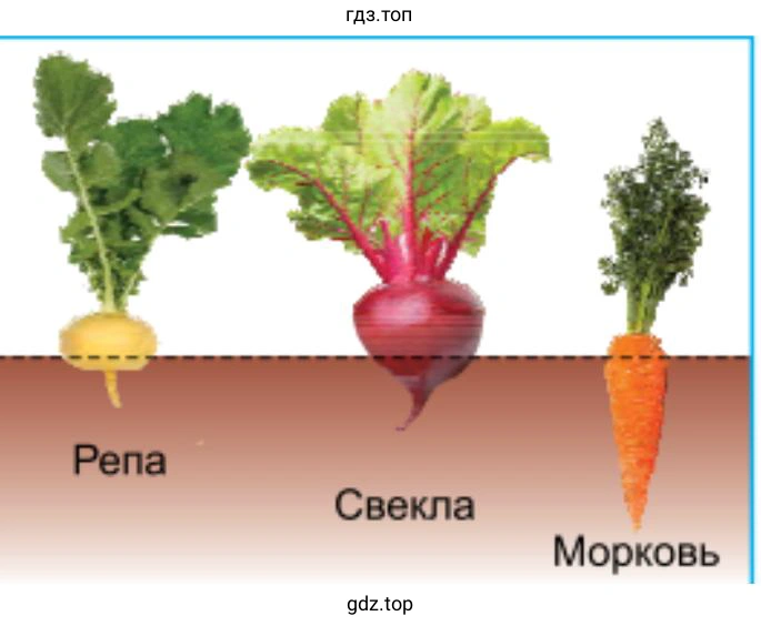 Видоизменённые корни