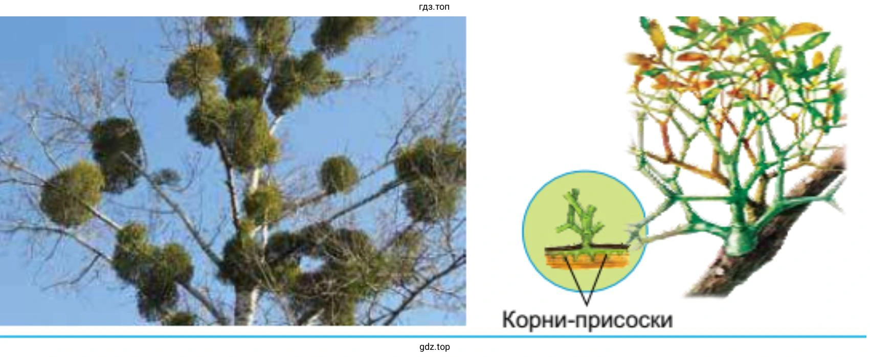 корни присоски