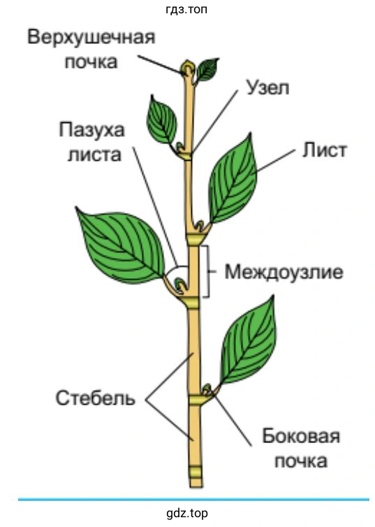 Строение побега