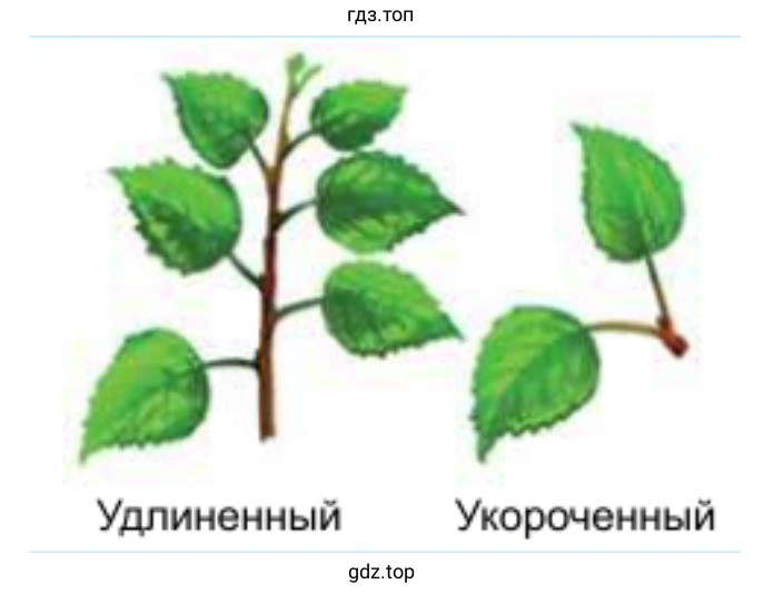 Удлинённый и укороченный побег