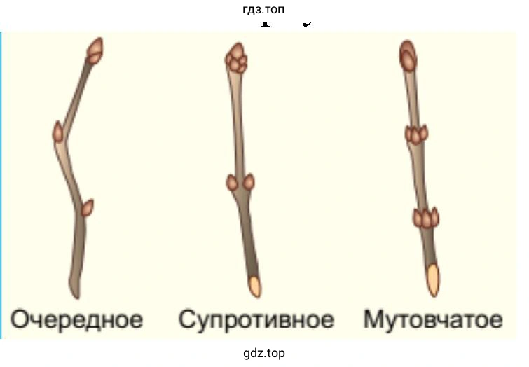пазушные почки