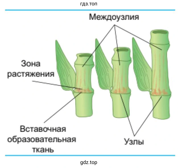 Вставочный рост в стеблях злаков
