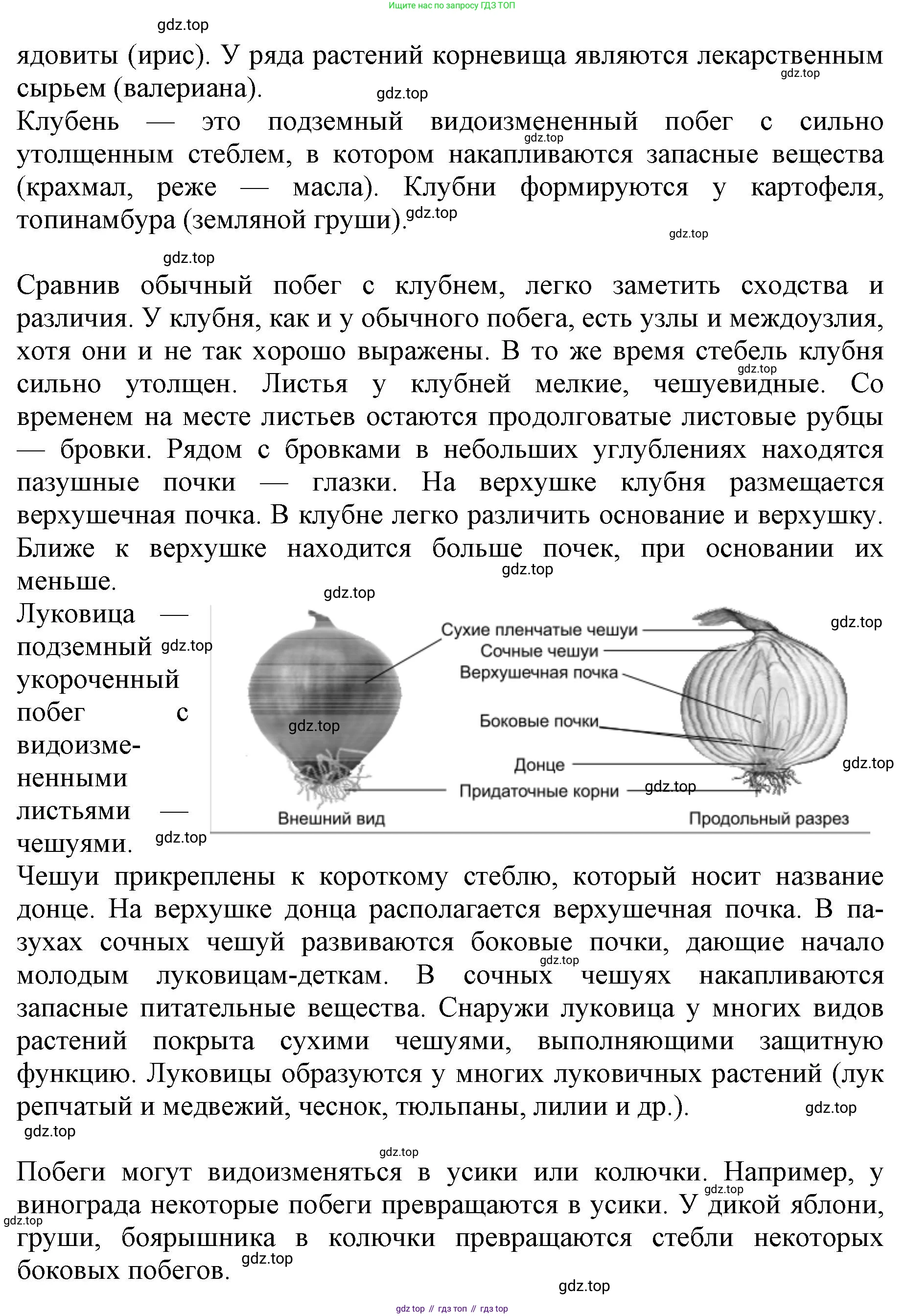 ГДЗ Биология, 6 класс Учебник, авторы: Пасечник Владимир Васильевич, Суматохин Сергей Витальевич, Гапонюк Зоя Георгиевна, Швецов Глеб Геннадьевич, издательство Просвещение, Москва, 2023, белого цвета, страница 90, номер 5, Решение 1 (продолжение 2)