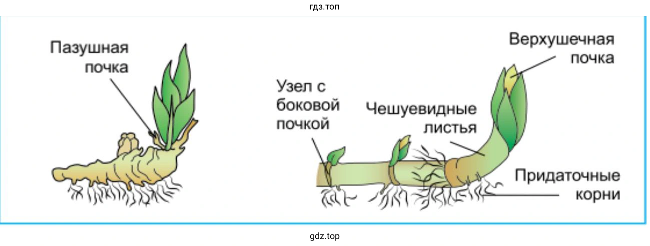 Строение корневищ