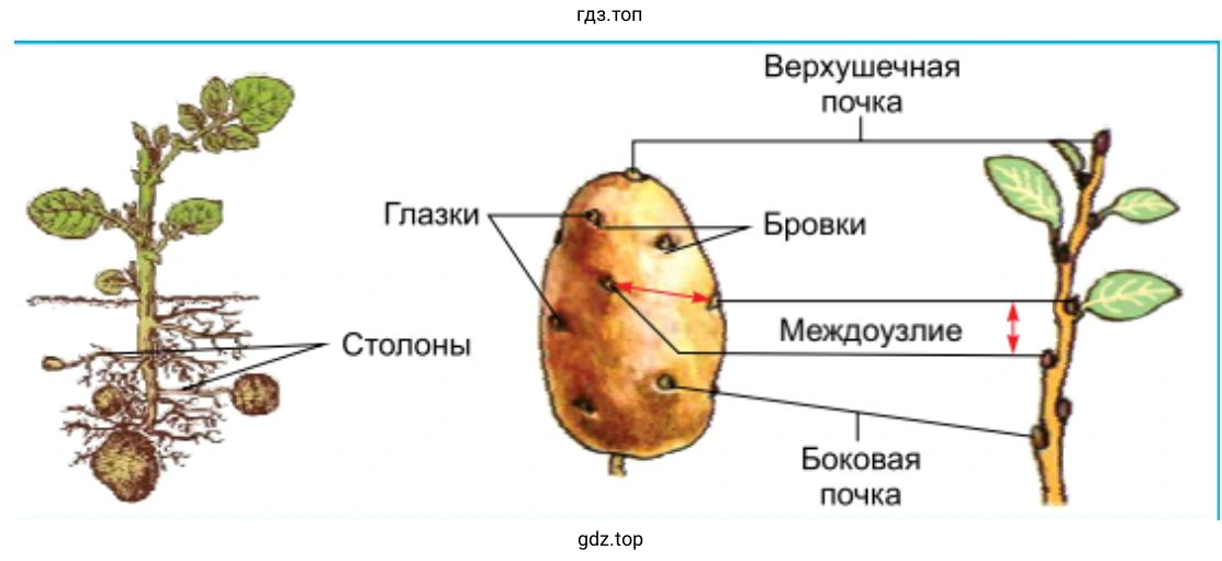 Строение корневищ