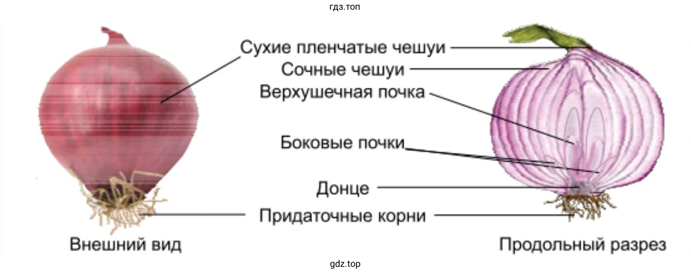 Луковица в разрезе