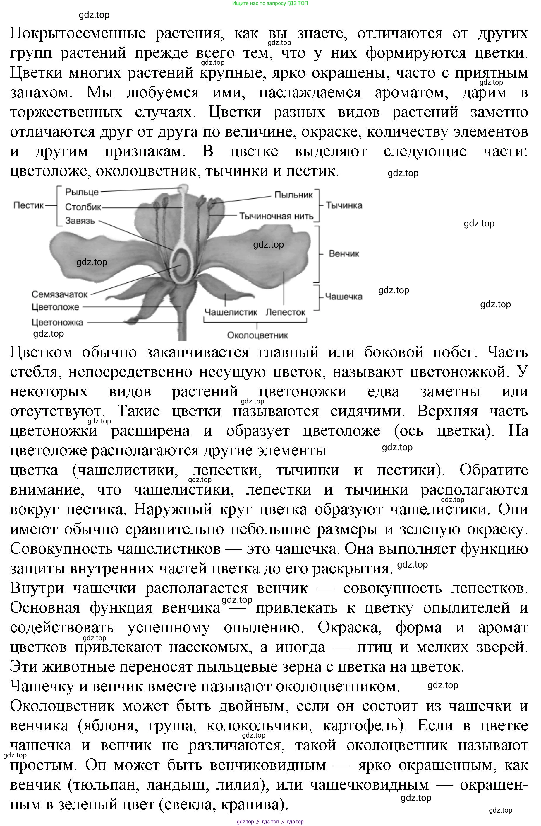 ГДЗ Биология, 6 класс Учебник, авторы: Пасечник Владимир Васильевич, Суматохин Сергей Витальевич, Гапонюк Зоя Георгиевна, Швецов Глеб Геннадьевич, издательство Просвещение, Москва, 2023, белого цвета, страница 90, номер 6, Решение 1