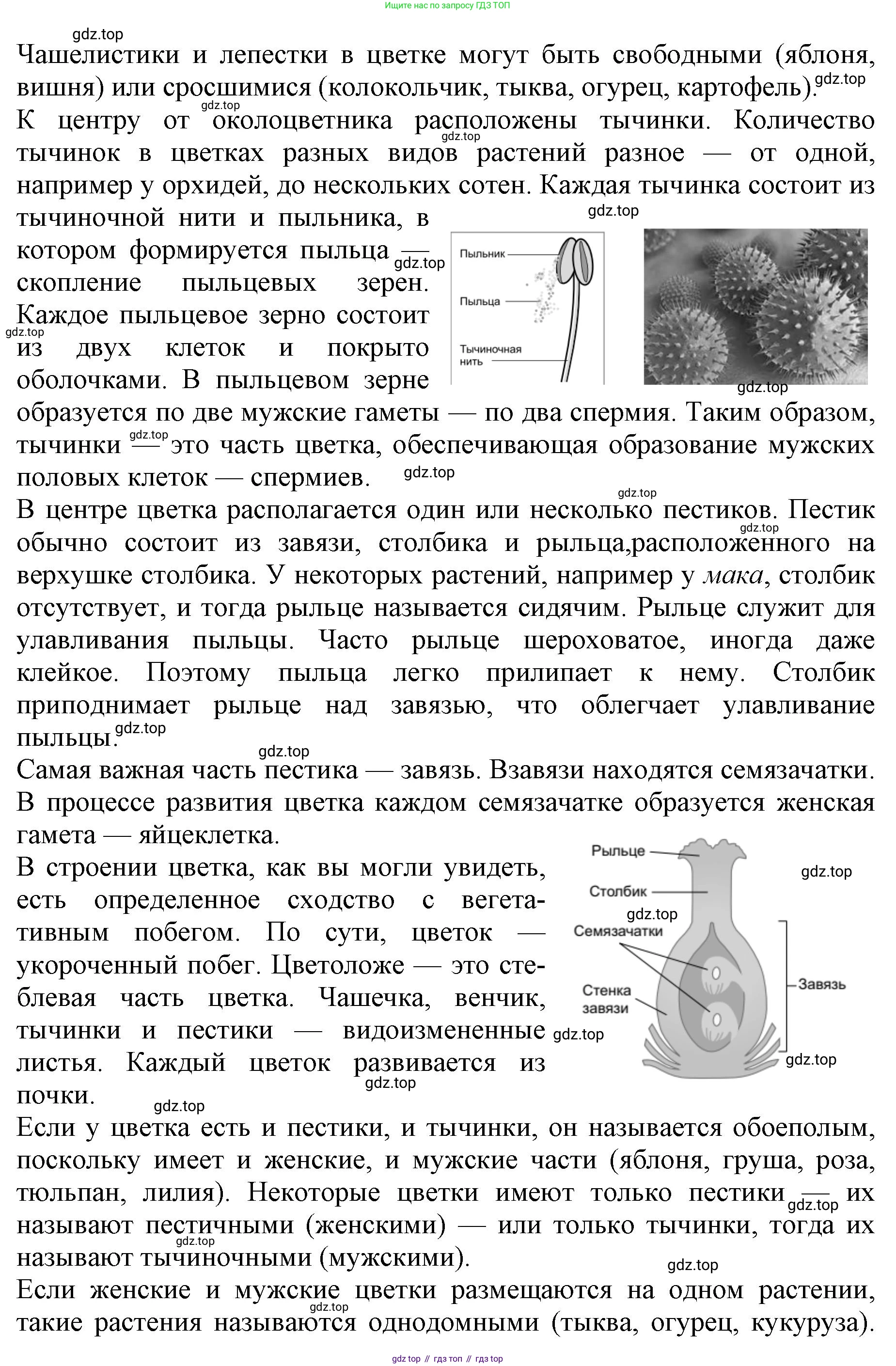 ГДЗ Биология, 6 класс Учебник, авторы: Пасечник Владимир Васильевич, Суматохин Сергей Витальевич, Гапонюк Зоя Георгиевна, Швецов Глеб Геннадьевич, издательство Просвещение, Москва, 2023, белого цвета, страница 90, номер 6, Решение 1 (продолжение 2)