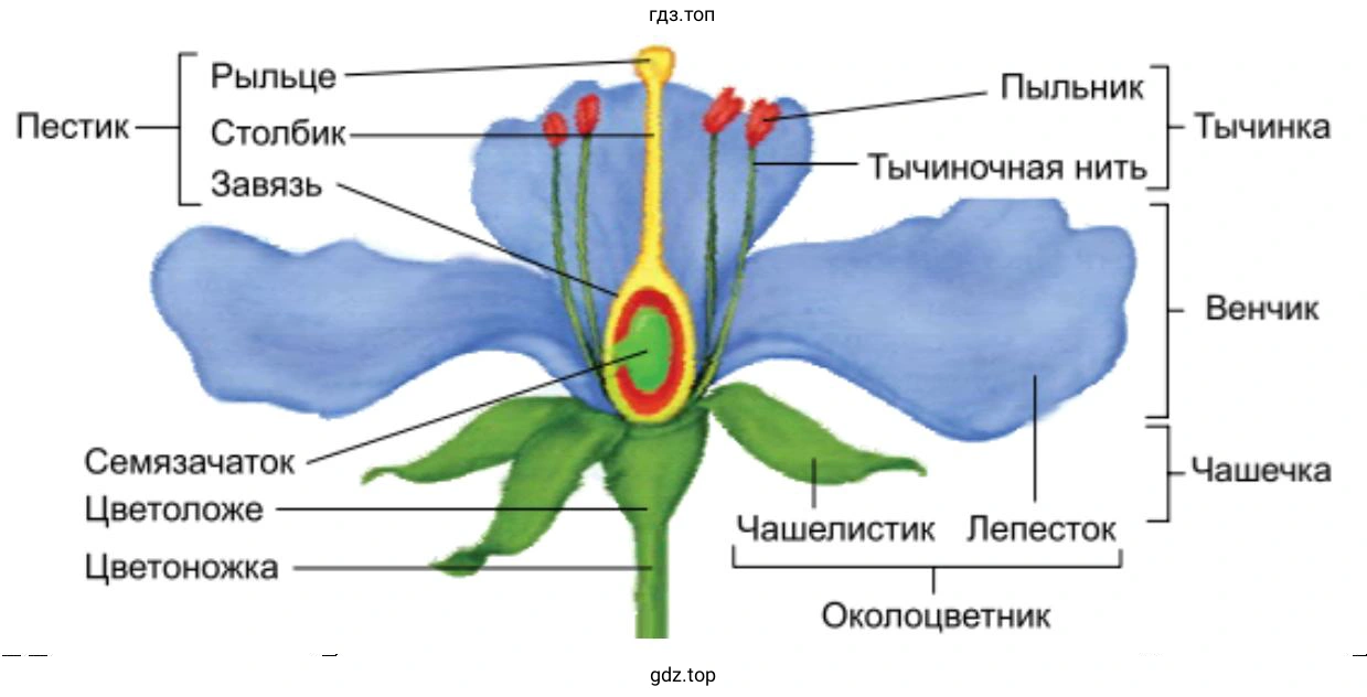 Из чего состоит цветок, строение цветка