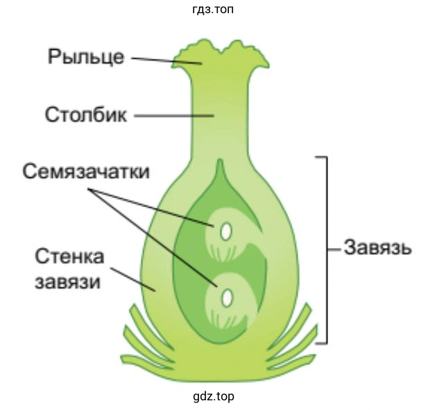 Из чего состоит цветок, строение цветка