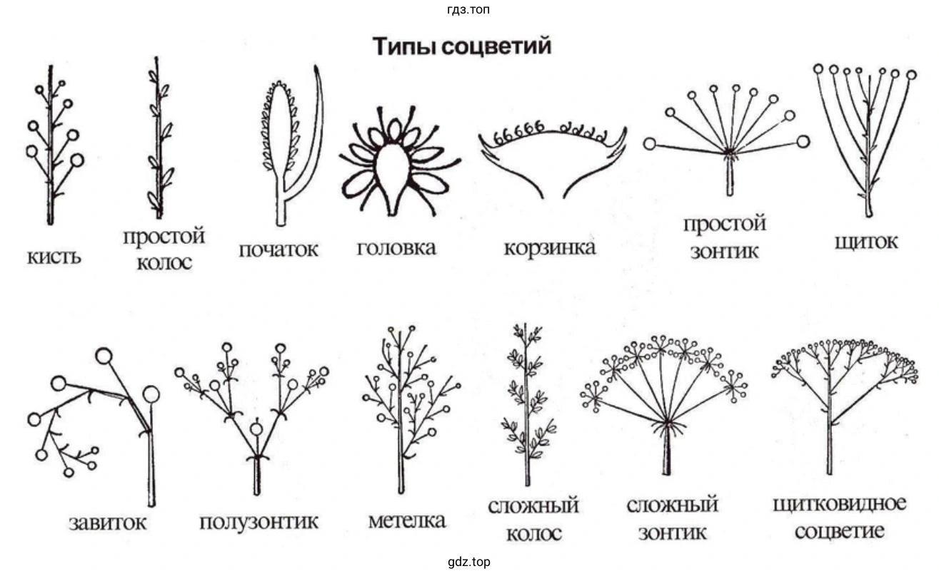 Типо соцветий