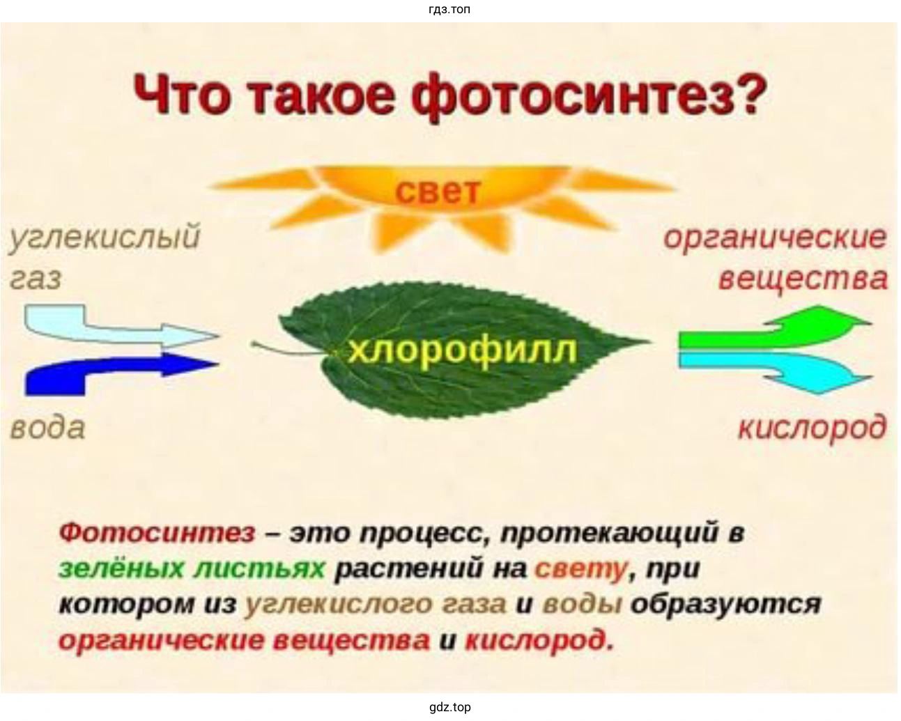 Что такое фотосинтез?