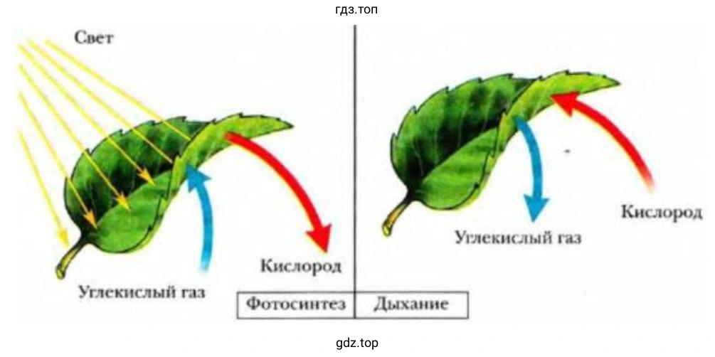 Фотосинтез и дыхание у растений