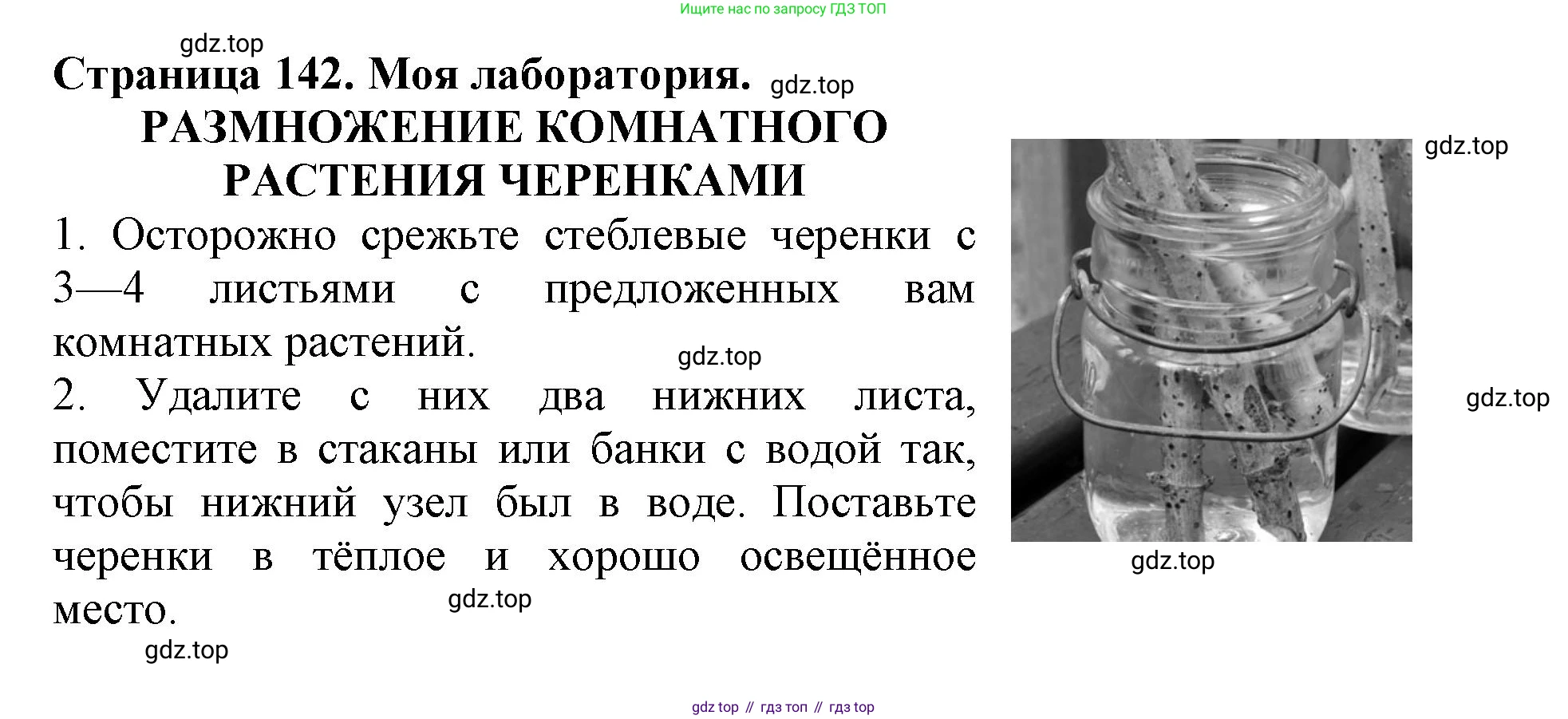 ГДЗ Биология, 6 класс Учебник, авторы: Пасечник Владимир Васильевич, Суматохин Сергей Витальевич, Гапонюк Зоя Георгиевна, Швецов Глеб Геннадьевич, издательство Просвещение, Москва, 2023, белого цвета, страница 142, Решение 1