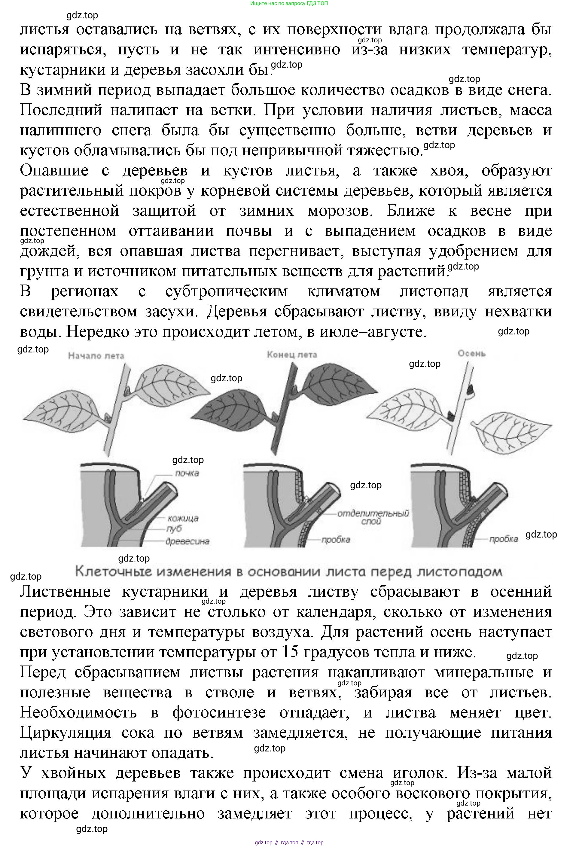 ГДЗ Биология, 6 класс Учебник, авторы: Пасечник Владимир Васильевич, Суматохин Сергей Витальевич, Гапонюк Зоя Георгиевна, Швецов Глеб Геннадьевич, издательство Просвещение, Москва, 2023, белого цвета, страница 144, номер 2, Решение 1 (продолжение 2)
