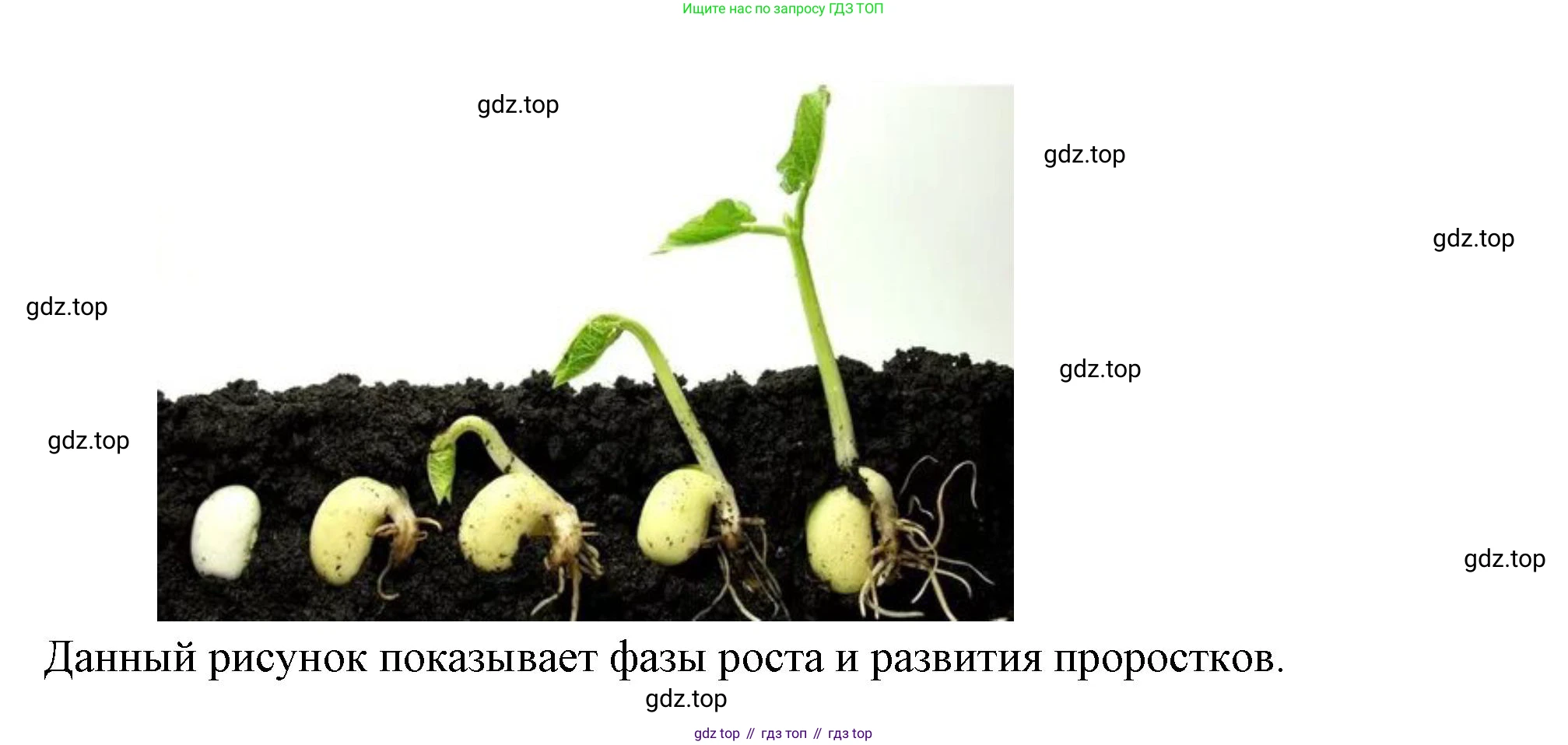 ГДЗ Биология, 6 класс Учебник, авторы: Пасечник Владимир Васильевич, Суматохин Сергей Витальевич, Гапонюк Зоя Георгиевна, Швецов Глеб Геннадьевич, издательство Просвещение, Москва, 2023, белого цвета, страница 124, Решение 2 (продолжение 3)