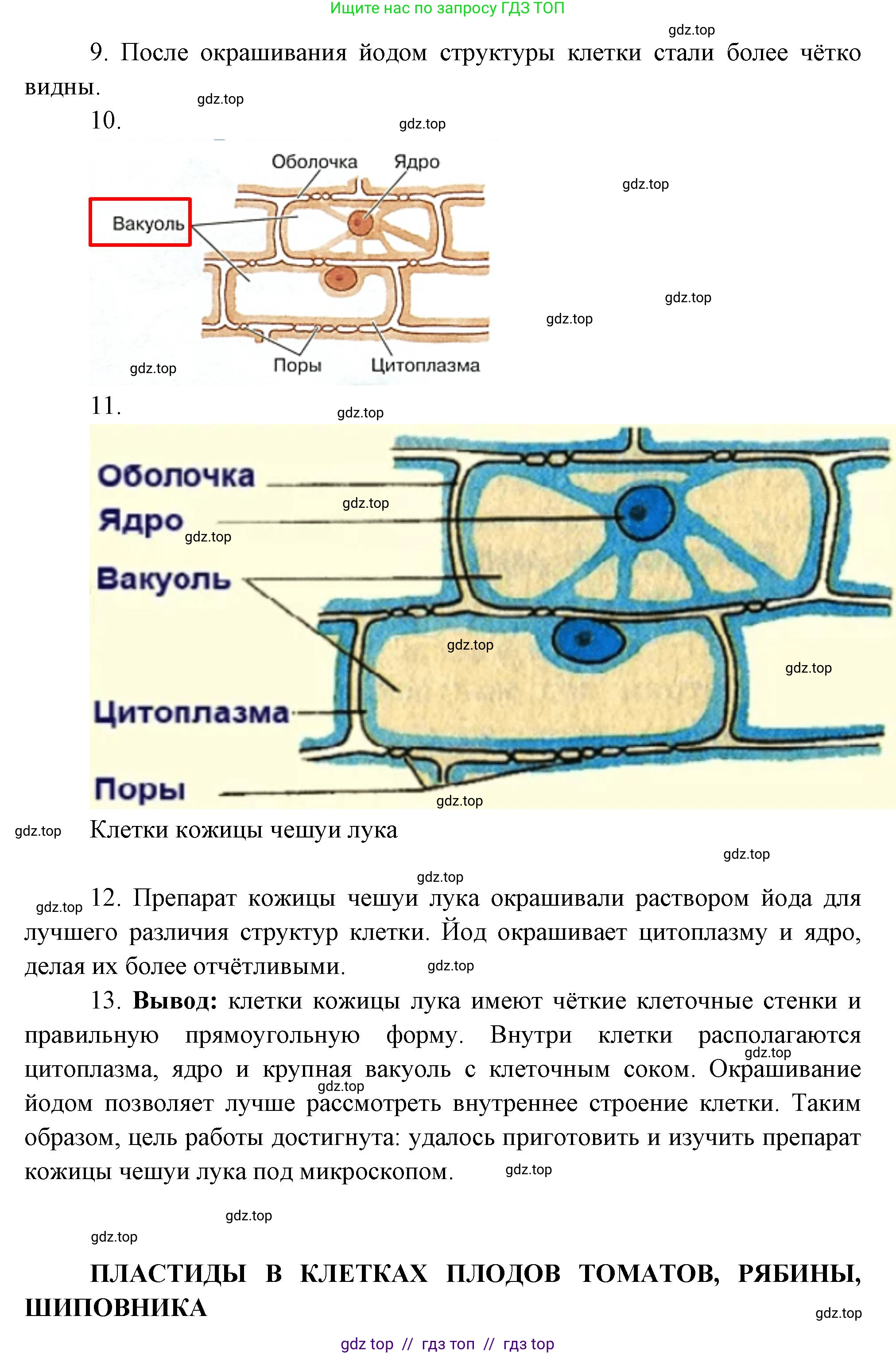 Биология, 6 класс Учебник, авторы: Пасечник Владимир Васильевич, Суматохин Сергей Витальевич, Гапонюк Зоя Георгиевна, Швецов Глеб Геннадьевич, издательство Просвещение, Москва, 2023, белого цвета, страница 17, Решение 3 (продолжение 3)