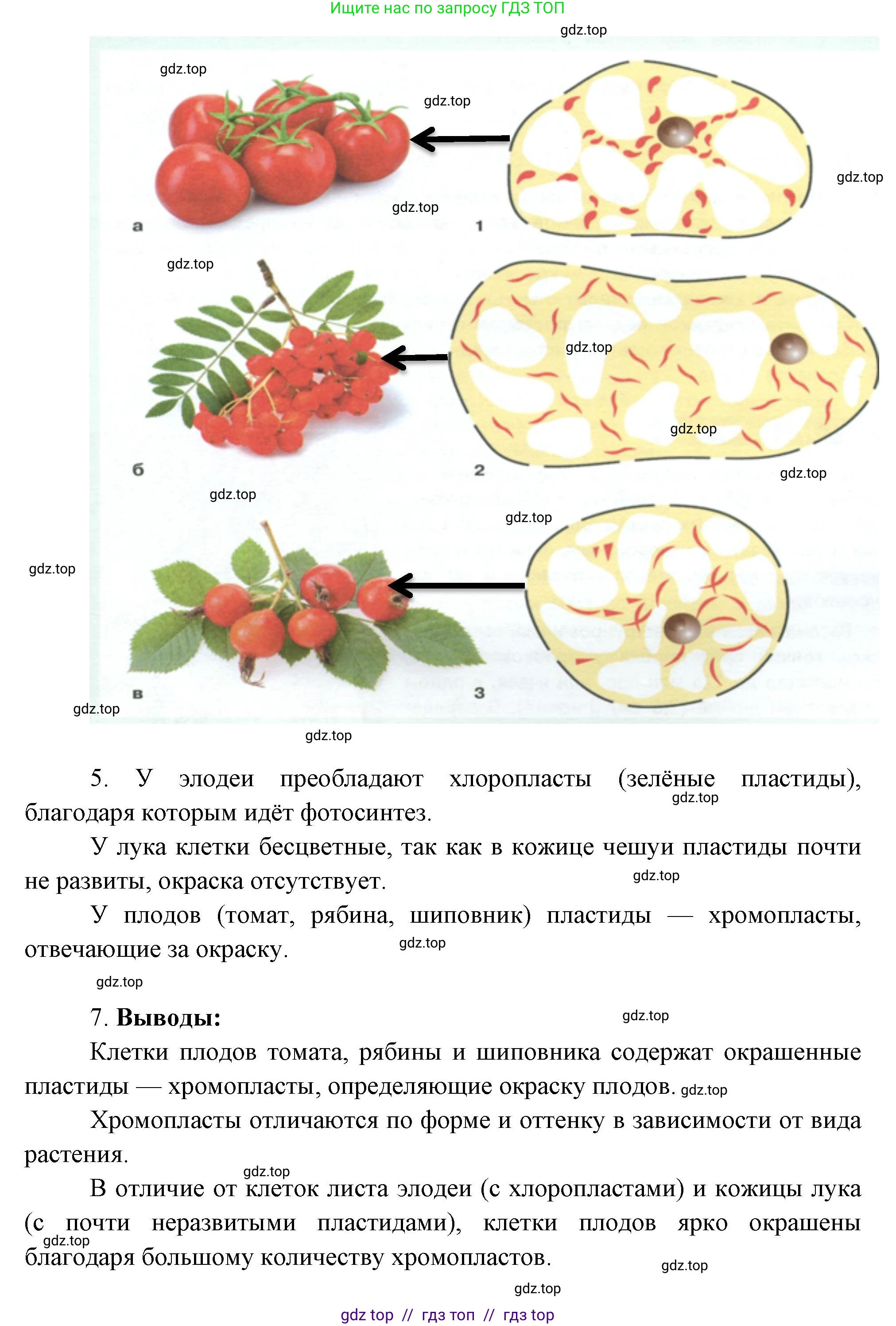 Биология, 6 класс Учебник, авторы: Пасечник Владимир Васильевич, Суматохин Сергей Витальевич, Гапонюк Зоя Георгиевна, Швецов Глеб Геннадьевич, издательство Просвещение, Москва, 2023, белого цвета, страница 17, Решение 3 (продолжение 5)