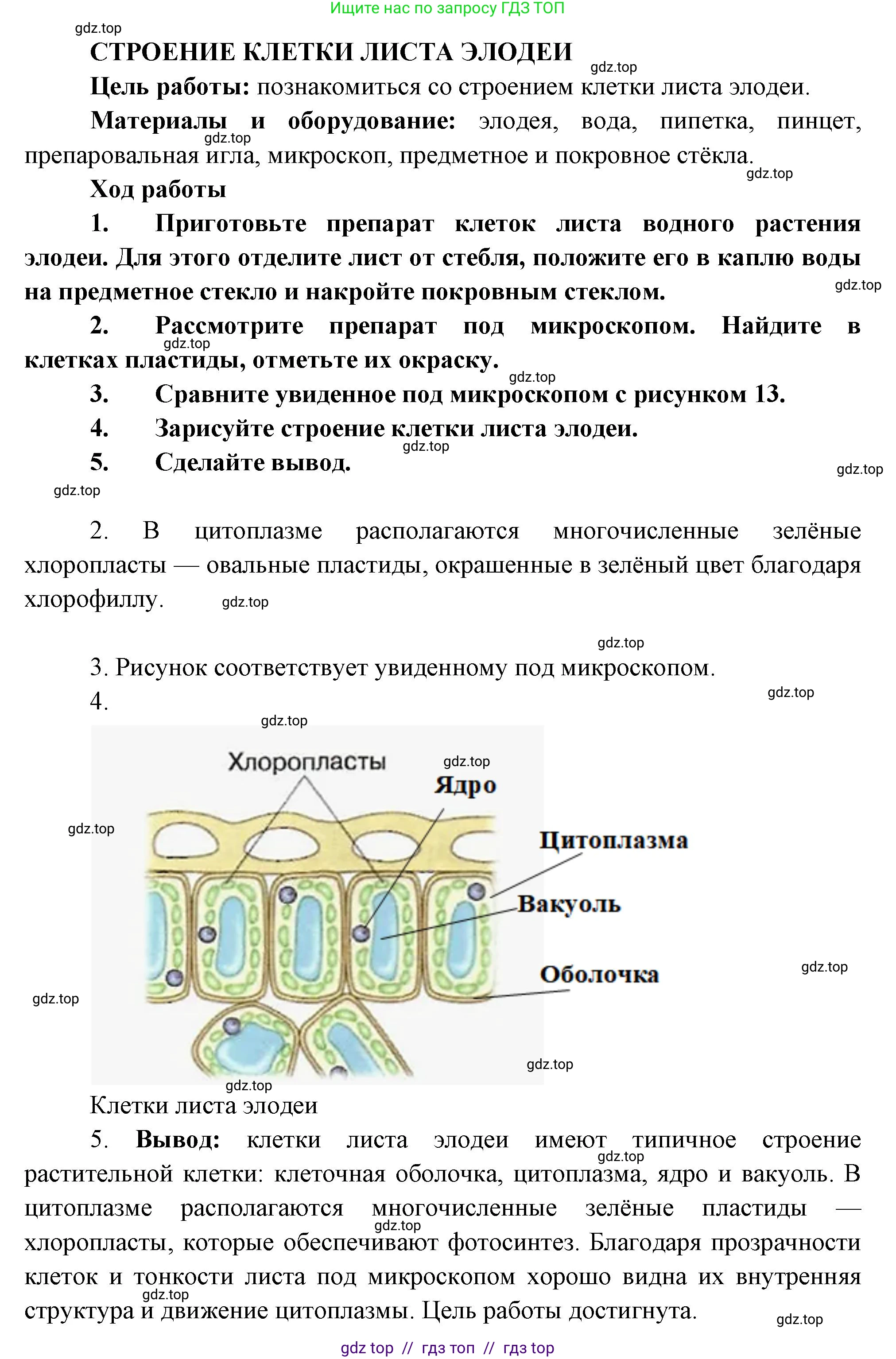 Биология, 6 класс Учебник, авторы: Пасечник Владимир Васильевич, Суматохин Сергей Витальевич, Гапонюк Зоя Георгиевна, Швецов Глеб Геннадьевич, издательство Просвещение, Москва, 2023, белого цвета, страница 17, Решение 3 (продолжение 6)
