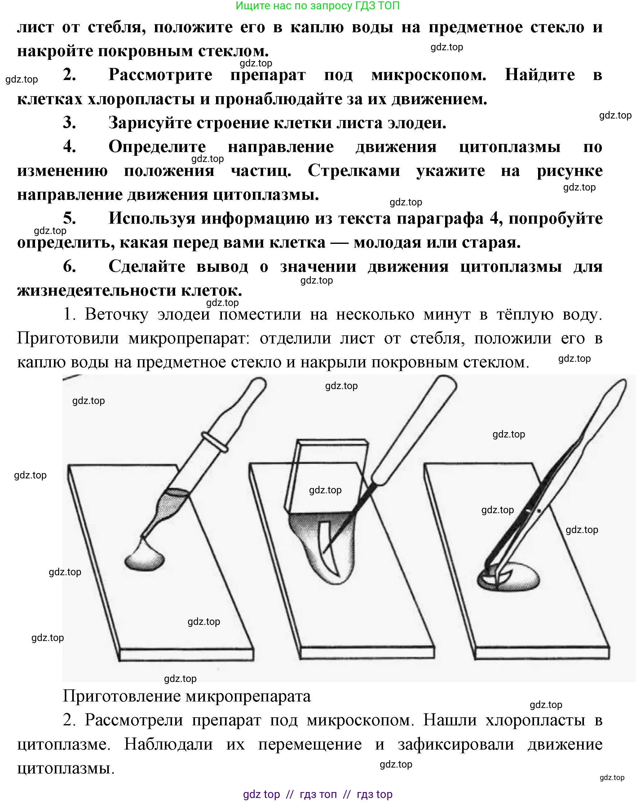 Биология, 6 класс Учебник, авторы: Пасечник Владимир Васильевич, Суматохин Сергей Витальевич, Гапонюк Зоя Георгиевна, Швецов Глеб Геннадьевич, издательство Просвещение, Москва, 2023, белого цвета, страница 29, Решение 3 (продолжение 2)