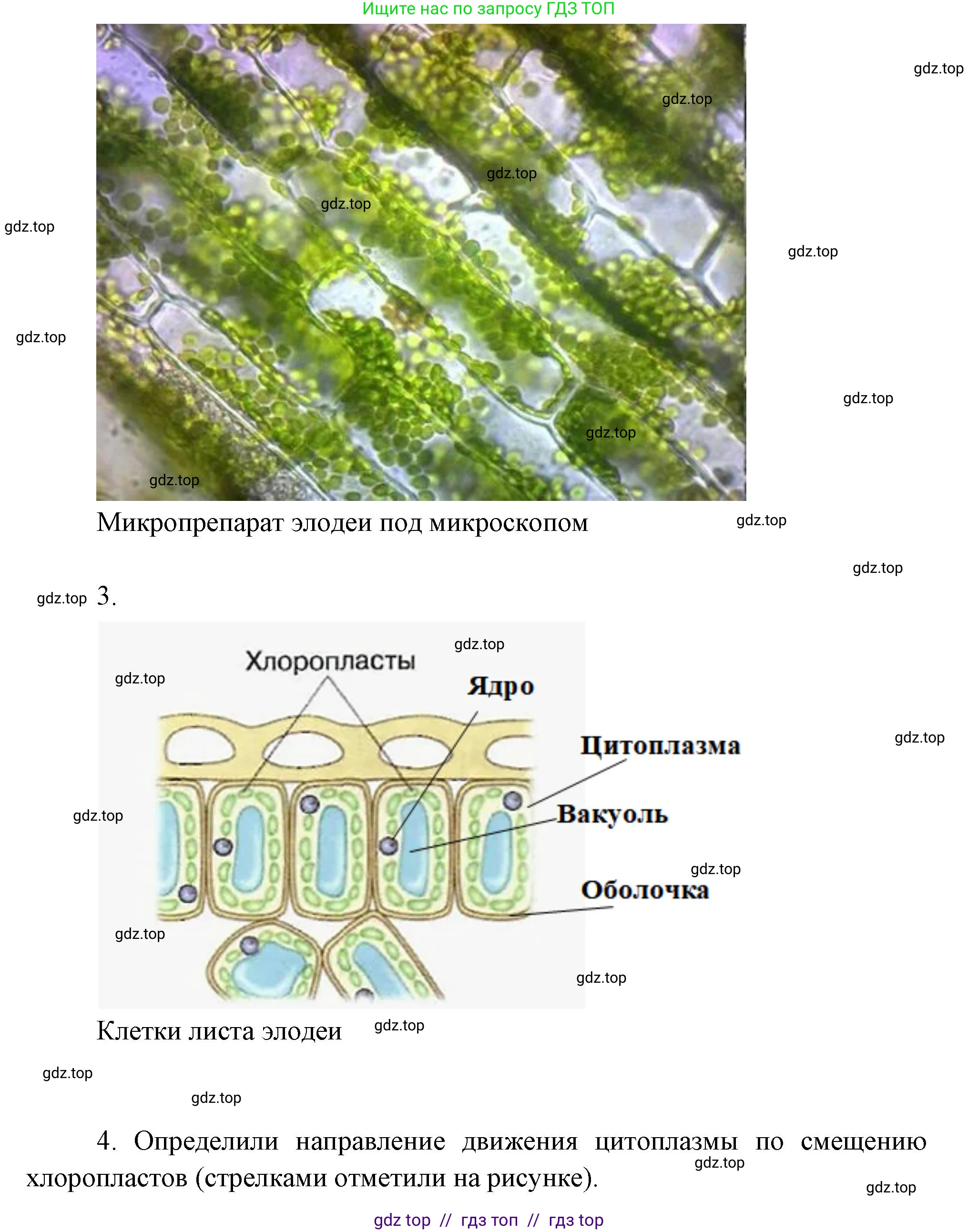Биология, 6 класс Учебник, авторы: Пасечник Владимир Васильевич, Суматохин Сергей Витальевич, Гапонюк Зоя Георгиевна, Швецов Глеб Геннадьевич, издательство Просвещение, Москва, 2023, белого цвета, страница 29, Решение 3 (продолжение 3)