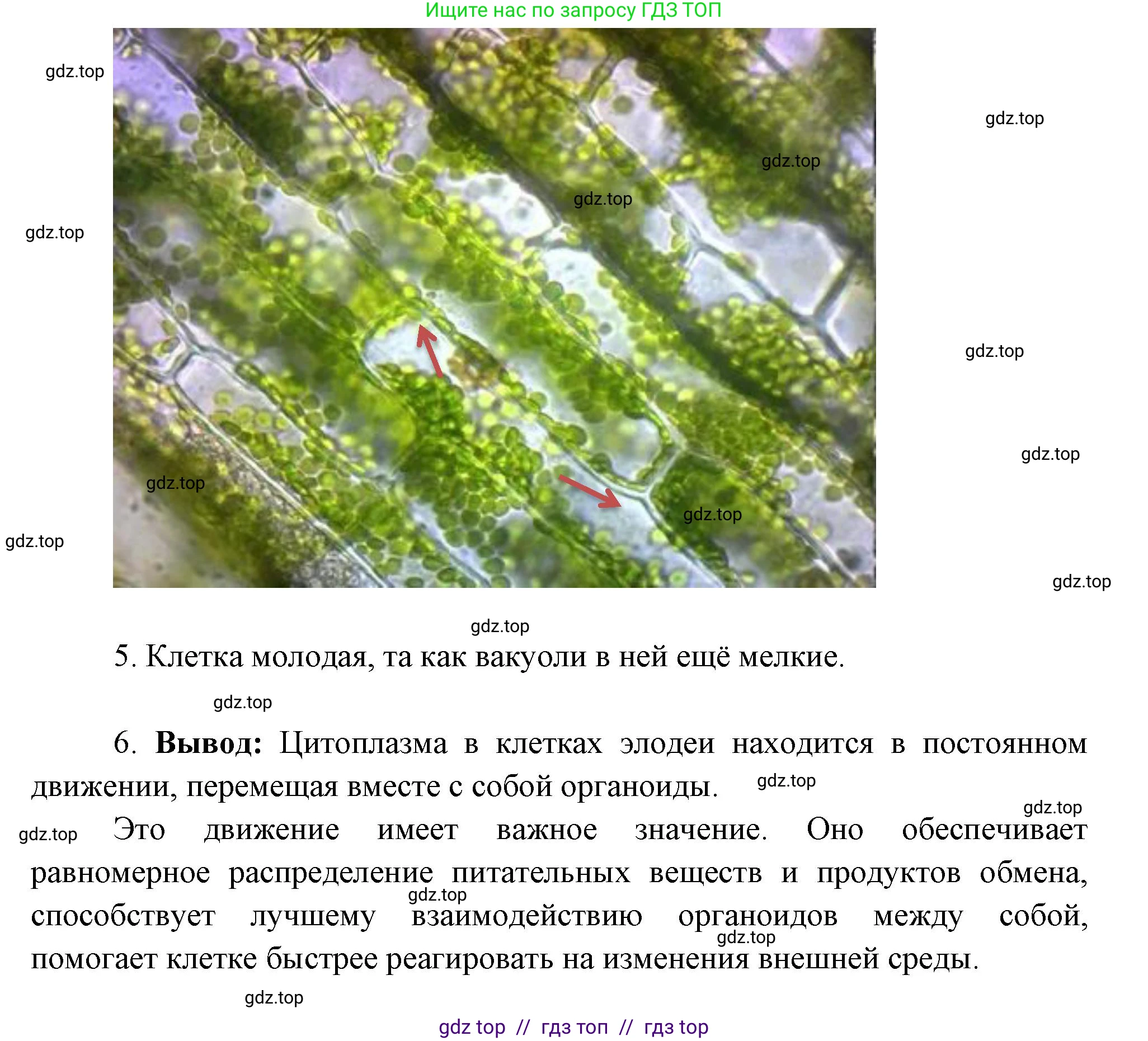 Биология, 6 класс Учебник, авторы: Пасечник Владимир Васильевич, Суматохин Сергей Витальевич, Гапонюк Зоя Георгиевна, Швецов Глеб Геннадьевич, издательство Просвещение, Москва, 2023, белого цвета, страница 29, Решение 3 (продолжение 4)