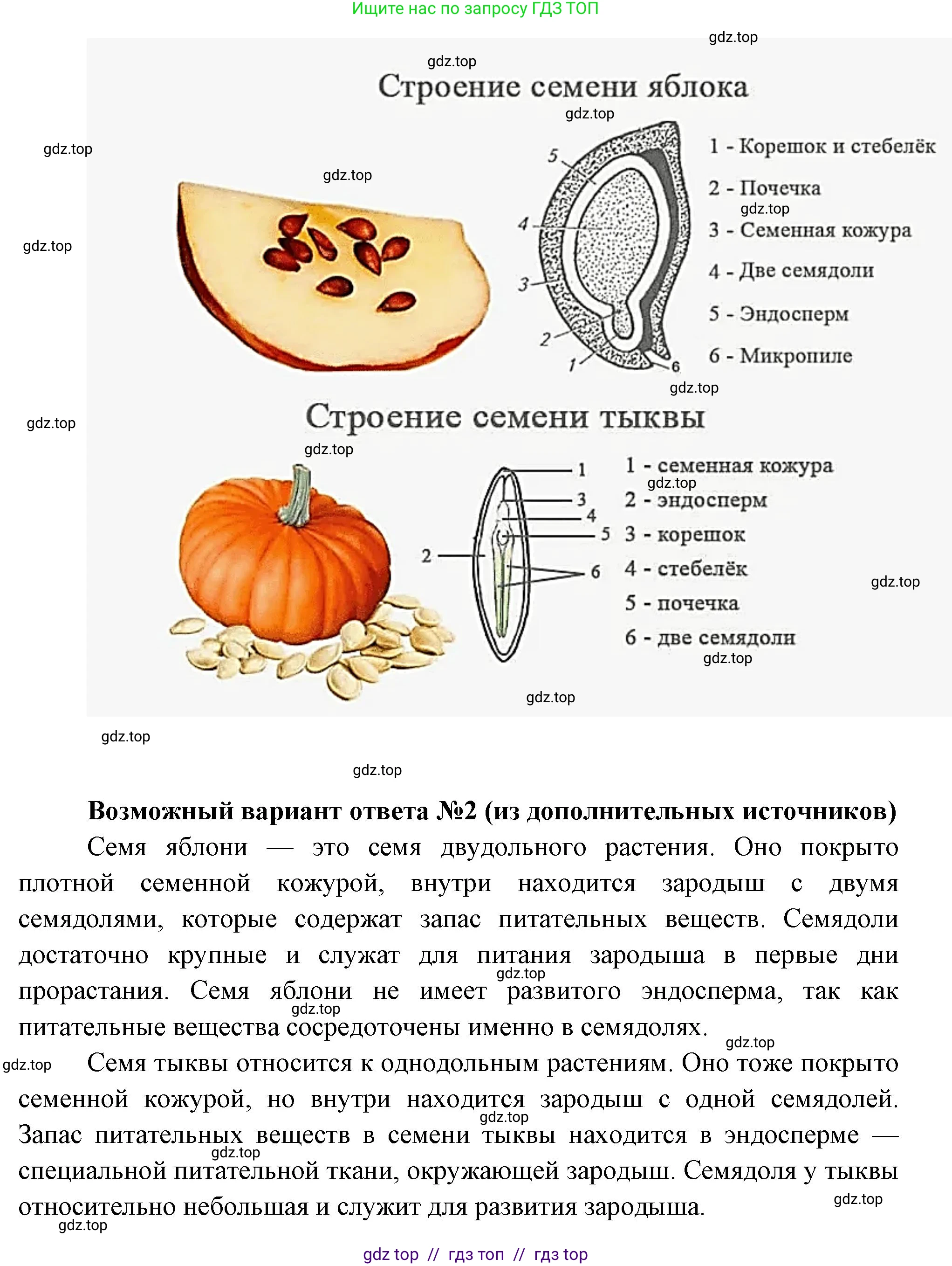 Биология, 6 класс Учебник, авторы: Пасечник Владимир Васильевич, Суматохин Сергей Витальевич, Гапонюк Зоя Георгиевна, Швецов Глеб Геннадьевич, издательство Просвещение, Москва, 2023, белого цвета, страница 41, номер 7, Решение 3 (продолжение 2)